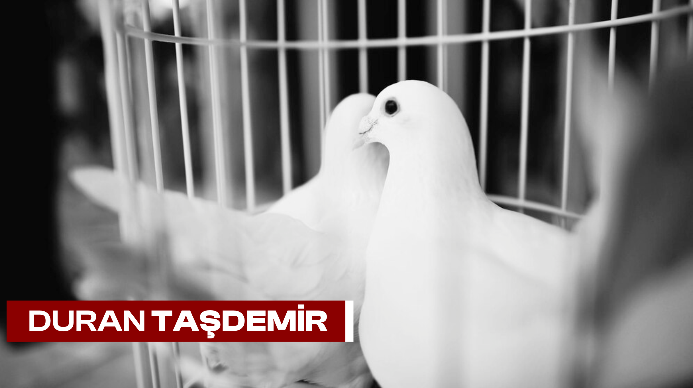 Duran Taşdemir imzalı güvercin fotoğrafı — Sizden Gelenler örneği